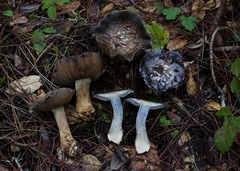 Glaucopodes