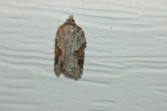Acleris ptychogrammos