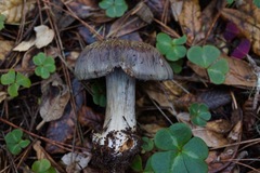 Glaucopodes