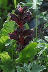 Orobanche gamosepala