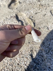 Turritella leucostoma
