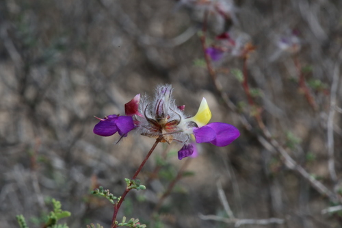 Featherplume (Dalea formosa)