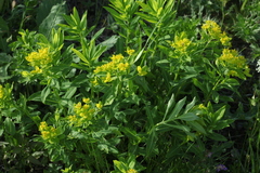 Euphorbia eugeniae