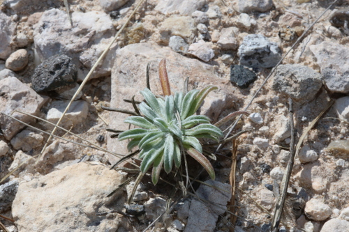 Image of Tetraneuris turneri by (c) Reid Hardin, some rights reserved (CC BY)