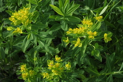 Euphorbia eugeniae