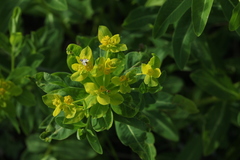 Euphorbia eugeniae