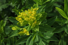 Euphorbia eugeniae