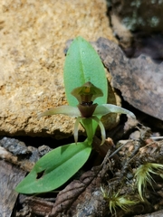 Chiloglottis cornuta