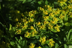 Euphorbia eugeniae