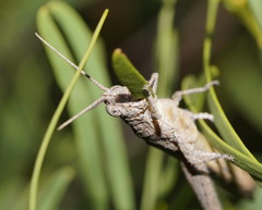 Coryphistes interioris