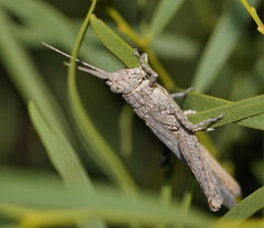 Coryphistes interioris