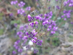 Comesperma retusum