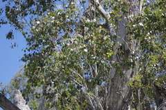 Eucalyptus populnea