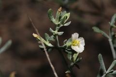 Frankenia johnstonii