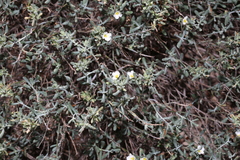 Frankenia johnstonii