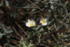 Frankenia johnstonii
