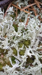 Cladonia boryi