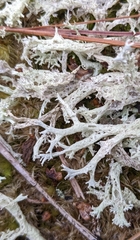 Cladonia boryi