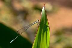 Aciagrion