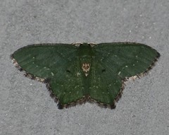 Chloropteryx nordicaria