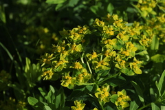 Euphorbia eugeniae