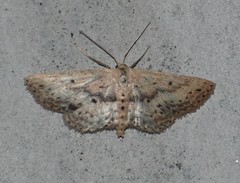 Scopula aemulata