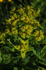 Euphorbia eugeniae
