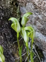 Pterostylis scabrida