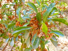 Dodonaea lanceolata
