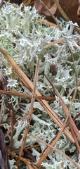 Cladonia boryi