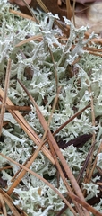 Cladonia boryi