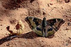 Euthalia aconthea meridionalis