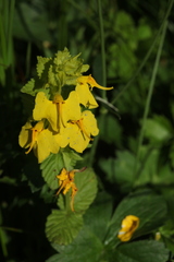 Rhynchocorys stricta