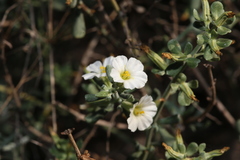 Frankenia johnstonii