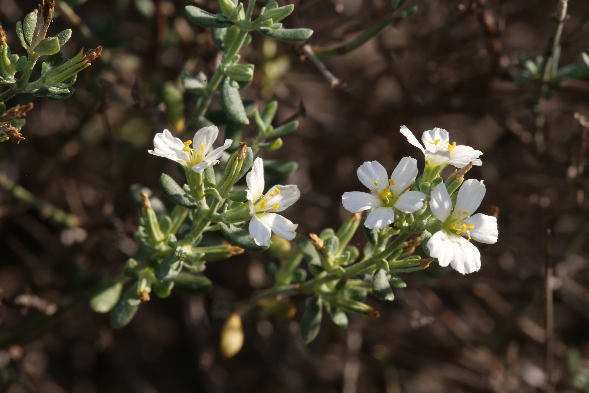 Frankenia johnstonii
