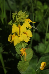 Rhynchocorys stricta