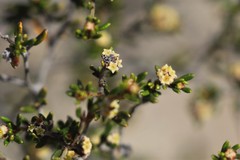 Spyridium microcephalum