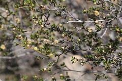 Spyridium microcephalum