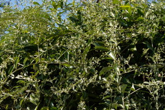 Tarlmounia elliptica