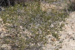 Spyridium microcephalum