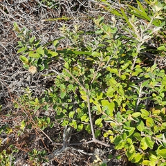 Olearia tomentosa