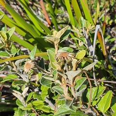 Olearia tomentosa