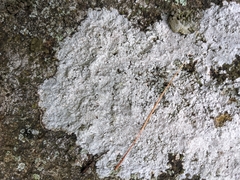 Pertusaria plittiana