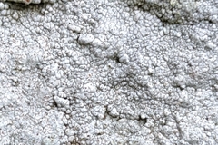Pertusaria plittiana