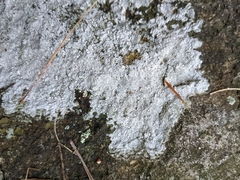Pertusaria plittiana