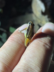 Silverstoneia flotator