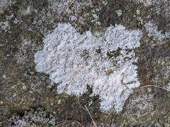 Pertusaria plittiana
