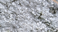 Pertusaria plittiana