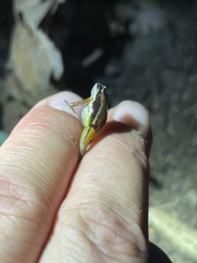 Silverstoneia flotator