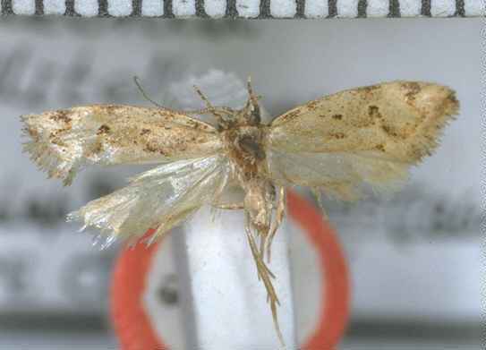 Tingena collitella